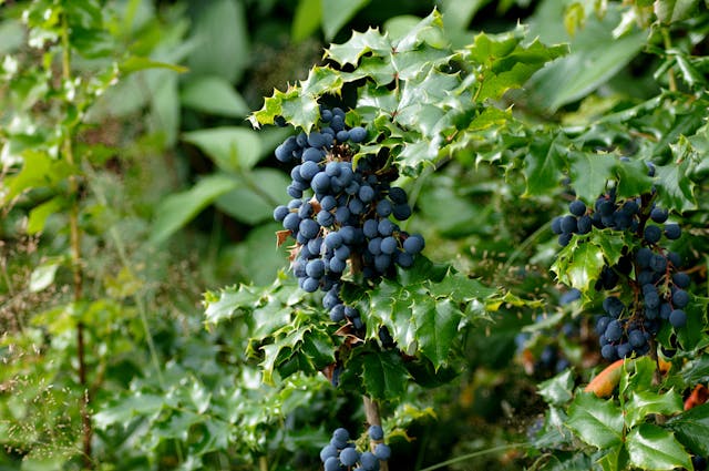 Detail of the fruit clusters of a large Oregon Grape plant.