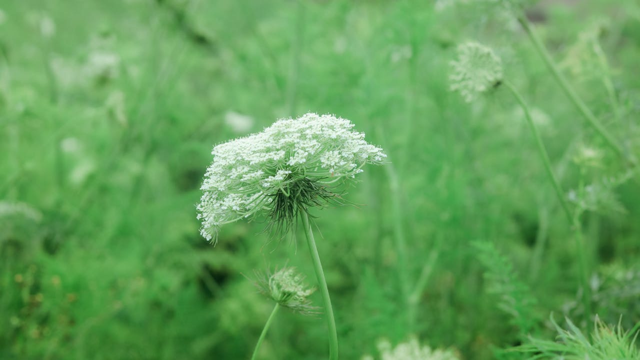 Detail of the blossom of Wild Carrot, or Queen Anne's Lace